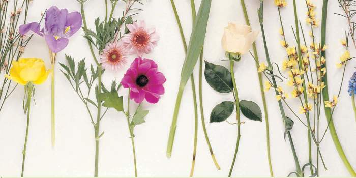 Atelier de découverte florale 7-12 ans