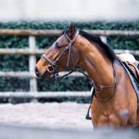 Balade à cheval à Tipaza