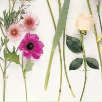Atelier de découverte florale 7-12 ans