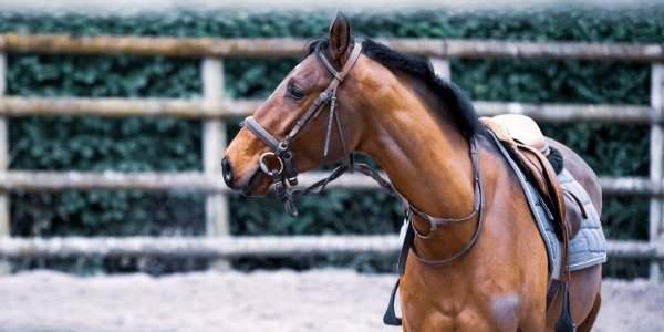 Balade à cheval